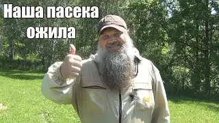 Наша пасека вновь ожила.