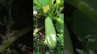 Подкормка и полив кабачков