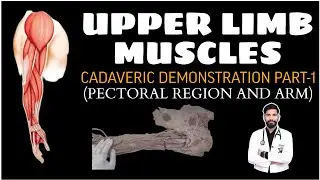 UPPER LIMB MUSCLES PART 1 #anatomy #lowerlimb #important #mbbs #doctor #viral #medico