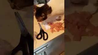 КОШКА ПЕРВЫЙ РАЗ ЕСТ МЯСО