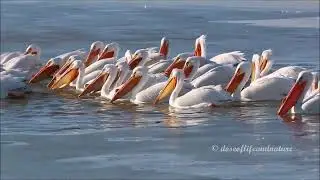 American White Pelican Feeding Frenzy with Opportunistic Great Blue Heron Standing By