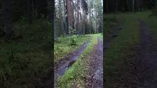#лес #красота