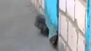 Настоящая Дружба Кота и Собаки! Смешно!
