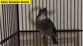 Srdc Bali gacor full isian || milik om ostha Bali