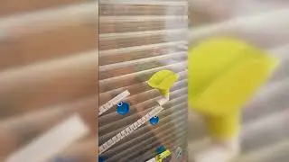 Gecko Run - Vertical Marble Run by Kosmos