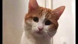 Меня звали Твикс.