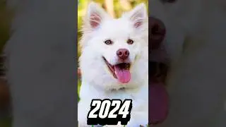 2024 dog 🐶 vs 5000 BCE dog 🐕 💥💥 #viral #shorts