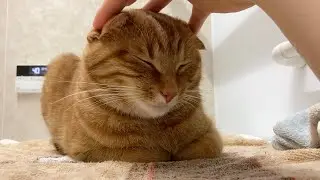 A cat too relaxed to be in the bathroom
