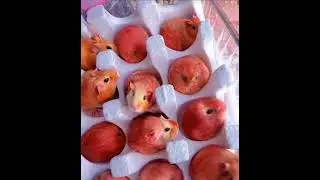 Когда хотел персиков, а они разбежались.😸When I wanted peaches, they ran away. #funny #shorts #юмор