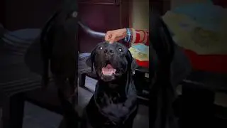 Nifty ke sath 1 Rakhi 😍 | Rakshabandhan | #dog #love