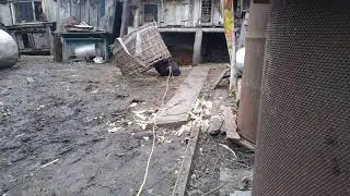 как поймать кролика или петуха