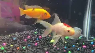How much does it cost to get a tank with fish