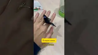 Бабочка изменилась 2 недели спустя, я в Шоке😳 