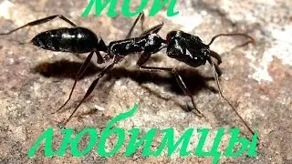Муравьи капканы.Odontomachus bauri. Нарезка!