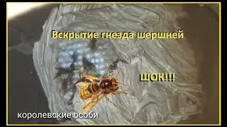 Шок! Вскрываем гнездо шершней. С живыми шершнями