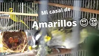 Cardenal amarillo (Gubernatrix cristata) en cautiverio