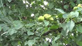 Польза плодов дикой груши.