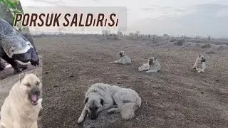Porsuk boğarın gözüne zarar verdi --sabah kalktım porsuğu boğmuşlar-- ayılar köylere indi