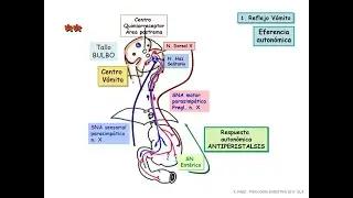 como se produce la emesis y los mecanismos de accion de farmacos antiemeticos