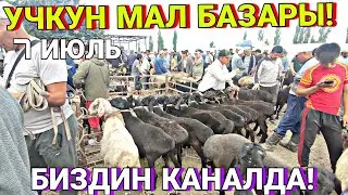 УЧКУН МАЛ БАЗАРЫ! КОЙ| КОЗУ| КОЧКОР  баалары!