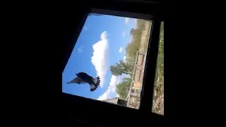 Угарная птиц
