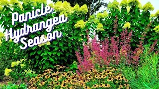 Relaxing Garden Tour In July 2023 | Panicle Hydrangea Season