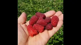 Секреты осенней малины (часть 1)