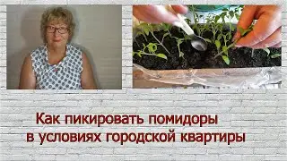 Как пикировать помидоры