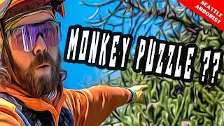 This tree might puzzle monkeys but it can't stump our arborists!