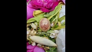 MUSTIKA JUDI DADU KOPROK JAWA Sanggar Bertuah