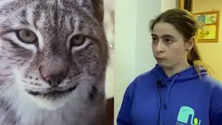 Дикие кошки Екатеринбургского зоопарка