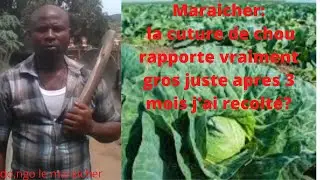 How much does a hectare of cabbage earn?