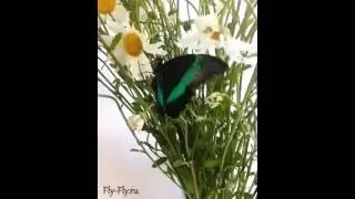 Бабочка Палинур и Ромашки
