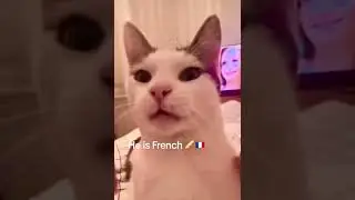 Кот француз :)