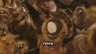 EL Fascinante Ciclo de Vida de la Abeja Reina