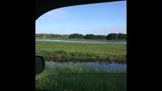Зимовка и вакцинация подсадных уток