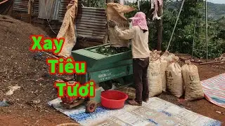 Quá Trình Xay Tiêu Tươi Sau Khi Hái Về