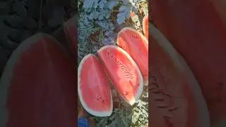 Нарезка 🔪🍉🔥