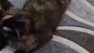 Варежка  твист , моем котика