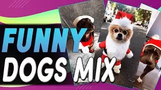 Tik Tok Top 5 FUNNY DOGS in CHRISTMAS COSTUME | Tik Tok Christmas Compilation