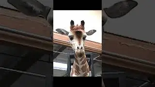 Geoffrey, the animatronic giraffe that Stan Winston Studio made for a Toys R Us commercial.