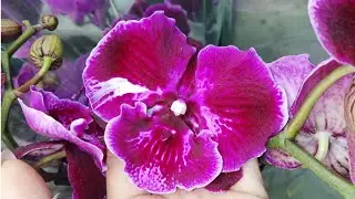 #orchid