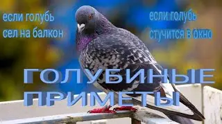 Pigeon. Sit on the balcony or knock on the window.