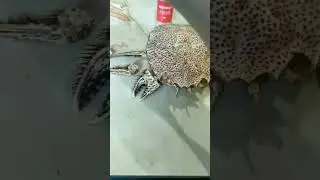 морской монстр краб 🦀 своими руками