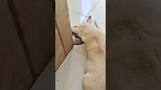 Eating but not showing it as if the mouth is empty but there is🤣magic