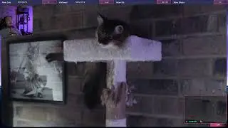 [VOD] Diving for Daves! (DAVE THE DIVER)
