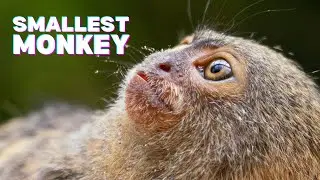 Exploring the Pygmy Marmoset: Nature's Miniature Marvel