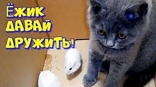 ЁЖИК, давай дружить. 