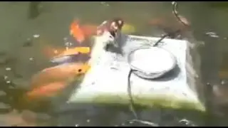 Ağzıyla balıkları besleyen ördek