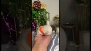 7 дней котенку #cat #кисёныши #catlover #pets #funny #смешныеживотные #котята